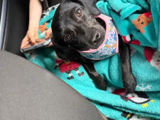 Mixed Breed dogs Cocker spaniel cross Chihuahua - Advert 4