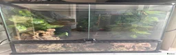 Gecko reptiles for sale: Crested geckos with individual full setups  in Chesham - Advert 4