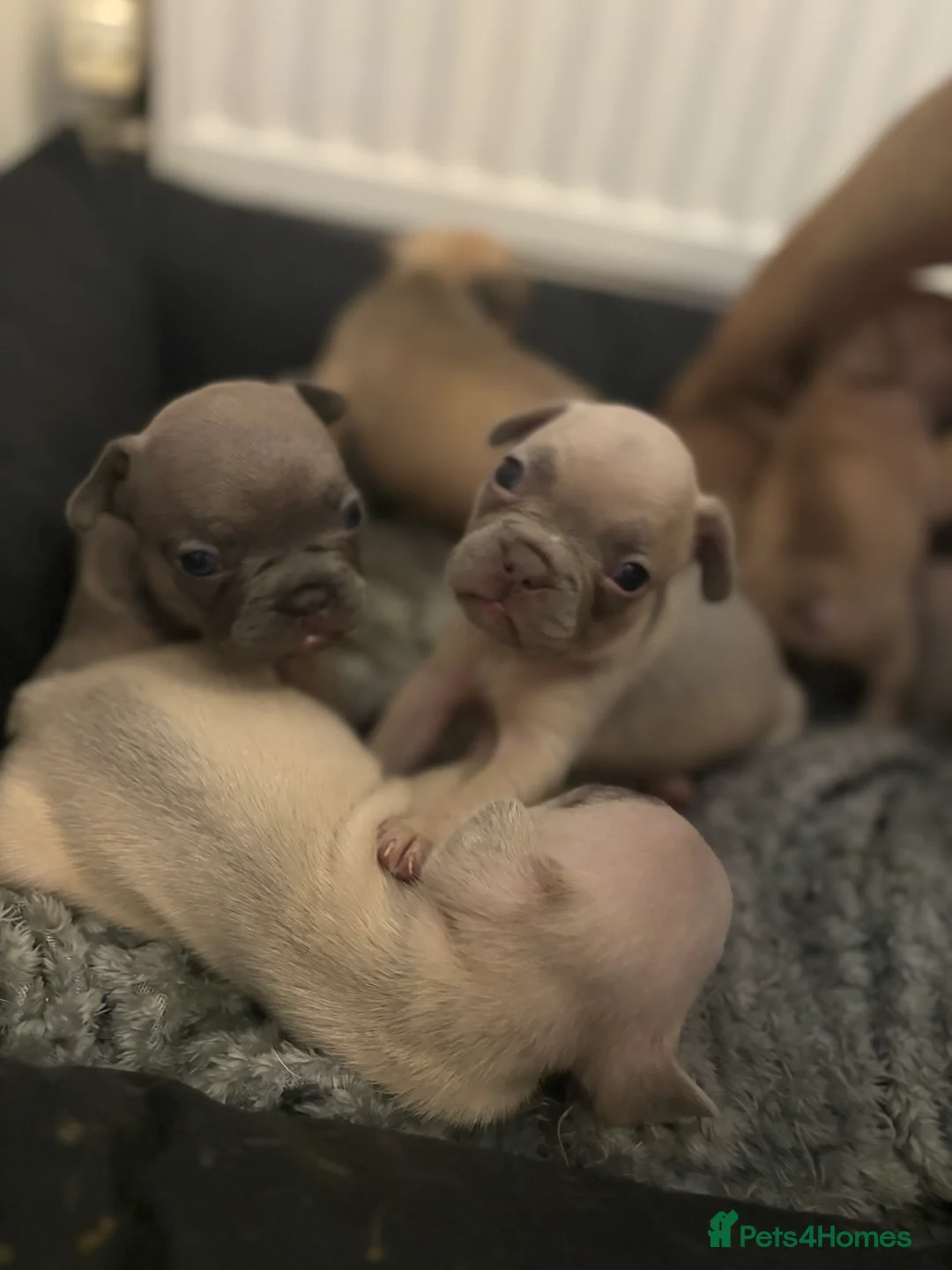 French Bulldog dogs for sale: French bulldog puppies  - Advert 12