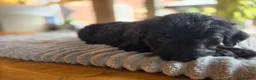 Labradoodle dogs for sale: 4 Beautiful female Labradoodles Ready to go! - Advert 25