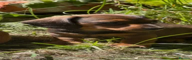 Miniature Dachshund 1
