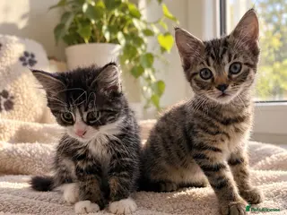 Mixed Breed cats Fluffy kittens - Advert 15