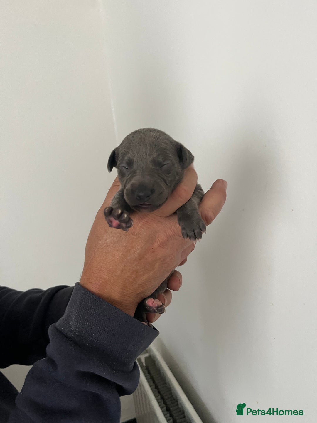 Whippet dogs for sale: KC registered Whippet pups - Image 21