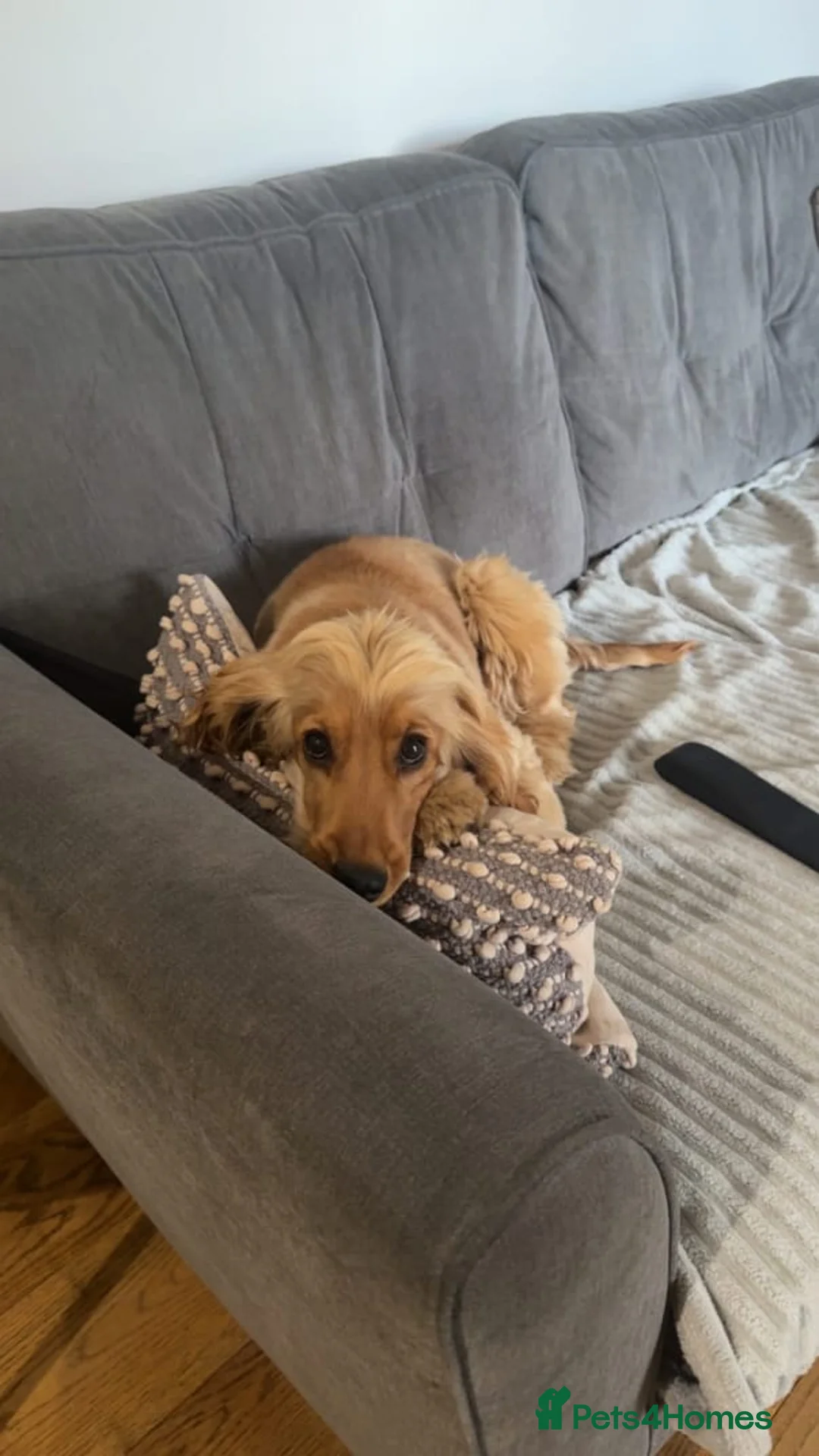 Cocker Spaniel dogs for sale: Sweet Golden Show Cocker Spaniel in Manchester - Advert 1