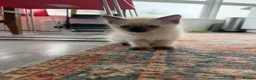 Ragdoll cats for sale: Ragdoll Kittens  - Advert 13