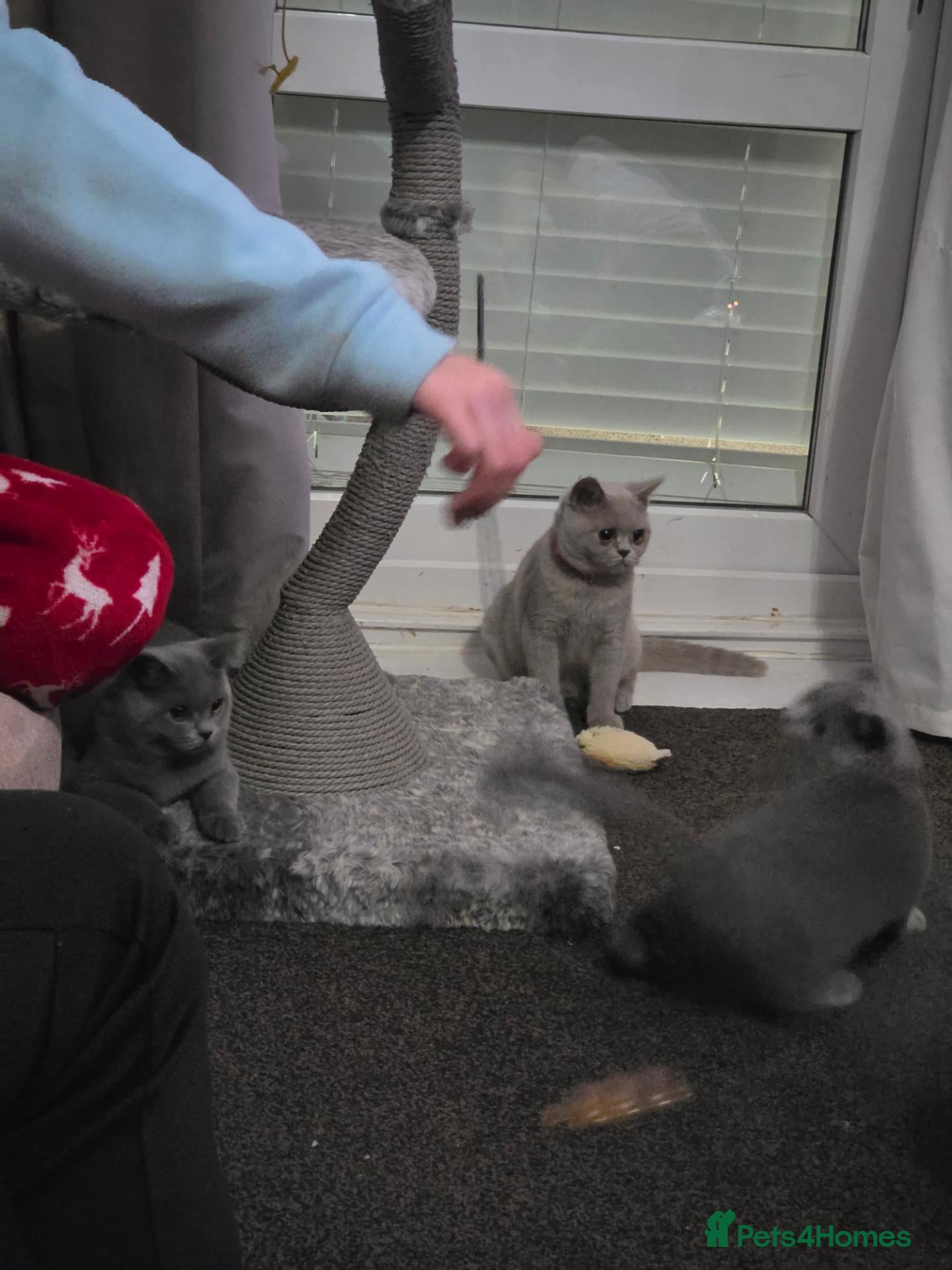 British Shorthair cats for sale:  Ready Now, tica, pet home - Advert 2