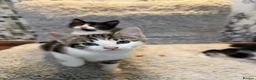 Domestic Shorthair cats for sale: ❤️🩵 Beautiful Kittens 🩵❤️ - Advert 4