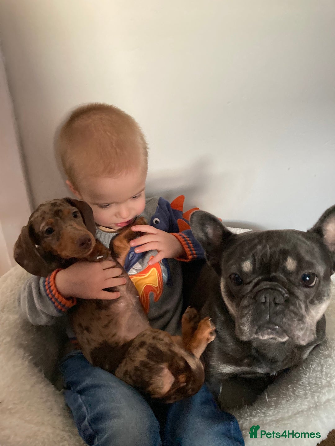 Miniature Dachshund dogs for sale: 7 month old female miniature daschund - Image 8