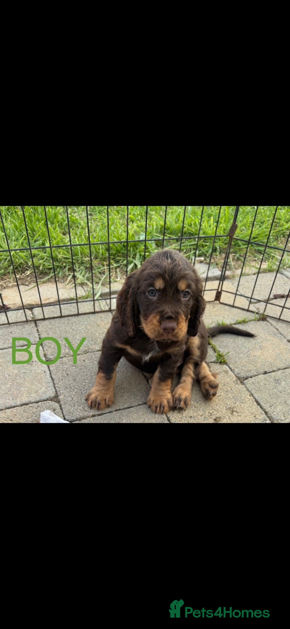 Cocker Spaniel dogs Working Cocker spaniel puppies for sale - Advert 16