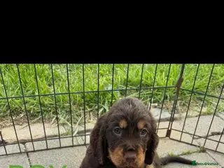Cocker Spaniel dogs Working Cocker spaniel puppies for sale - Advert 16