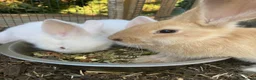 Continental Giant rabbits for sale: 🐰 Beautiful Pure-Bred Continental Giant Rabbits - Advert 9