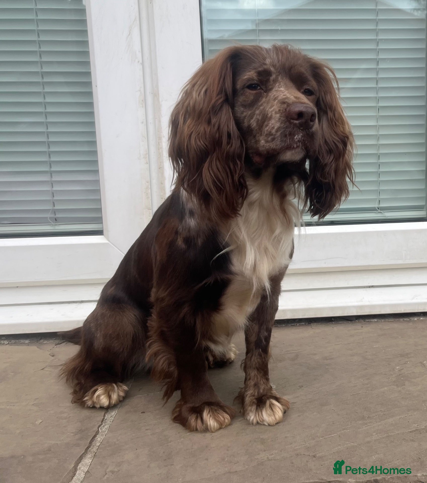 Mixed Breed dogs MERLE cocker spaniel at stud  - Advert 12