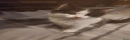 Mixed Breed cats for sale: 4 kitten ready for there forever homes - Advert 1