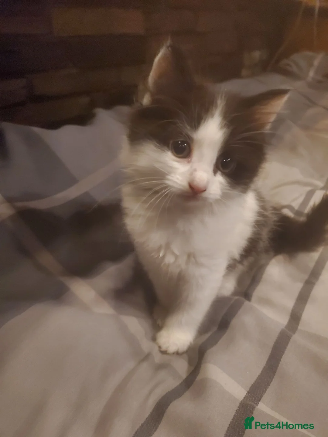 Mixed Breed cats for sale: 4 kitten ready for there forever homes - Advert 1