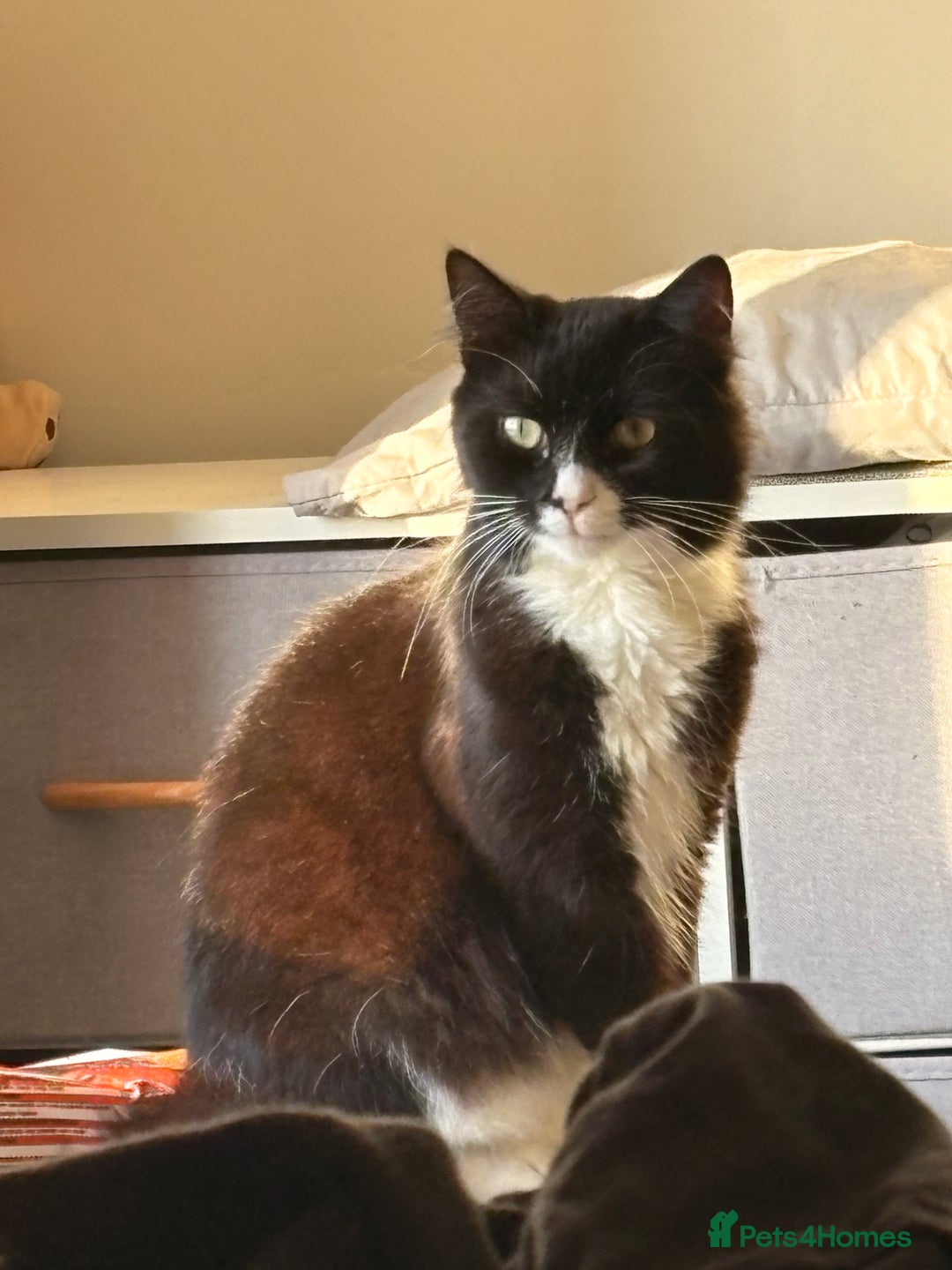 Domestic Shorthair cats for sale: One year old boy  - Advert 4