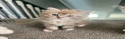 Ragdoll cats for sale: Registered Ragdoll Kittens for Sale - Advert 5