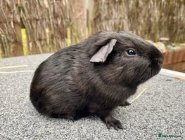 Guinea Pig rodents - Advert 4