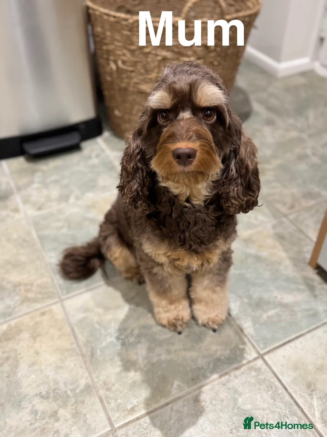 Cockapoo dogs for sale: ✨ Stunning F2 Cockapoo puppies for sale ✨ - Advert 3