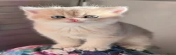 Scottish Fold cats for sale: Exceptional Blue Golden Scottish Fold & Straight🐱 - Advert 6