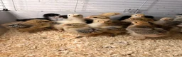 Chickens poultry for sale: 6 days old chicks ,brahma ,araucana ,bluebelle  - Advert 5