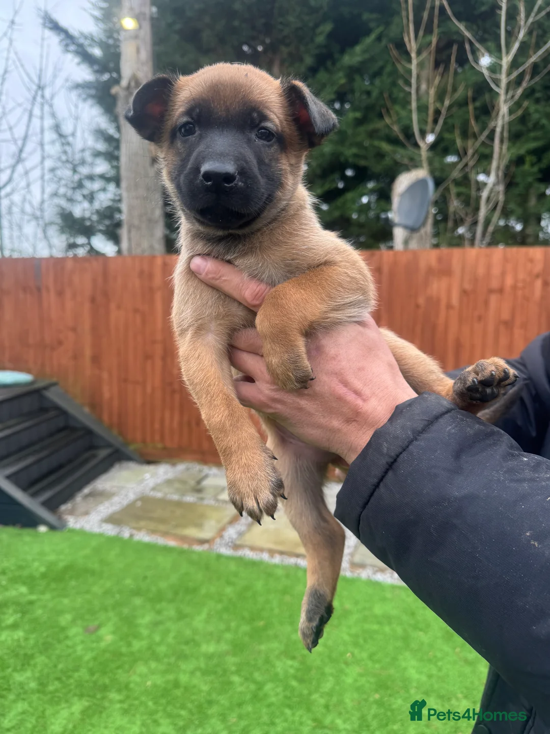 Belgian Shepherd Dog dogs for sale: Belgian Malinois Puppies - Advert 21