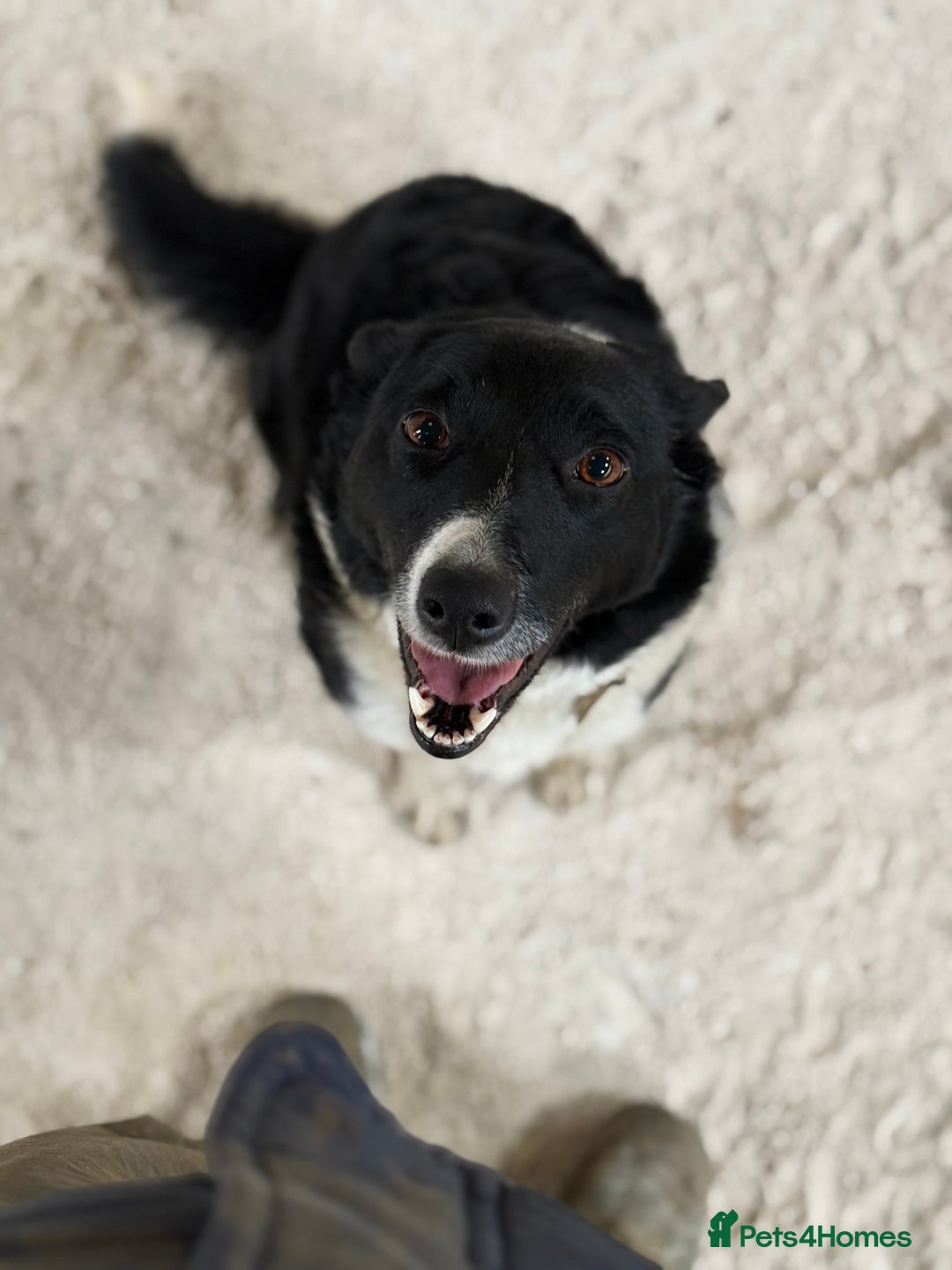 Border Collie dogs for sale: REHOMING MALI - FEMALE BORDER COLLIE - Advert 7