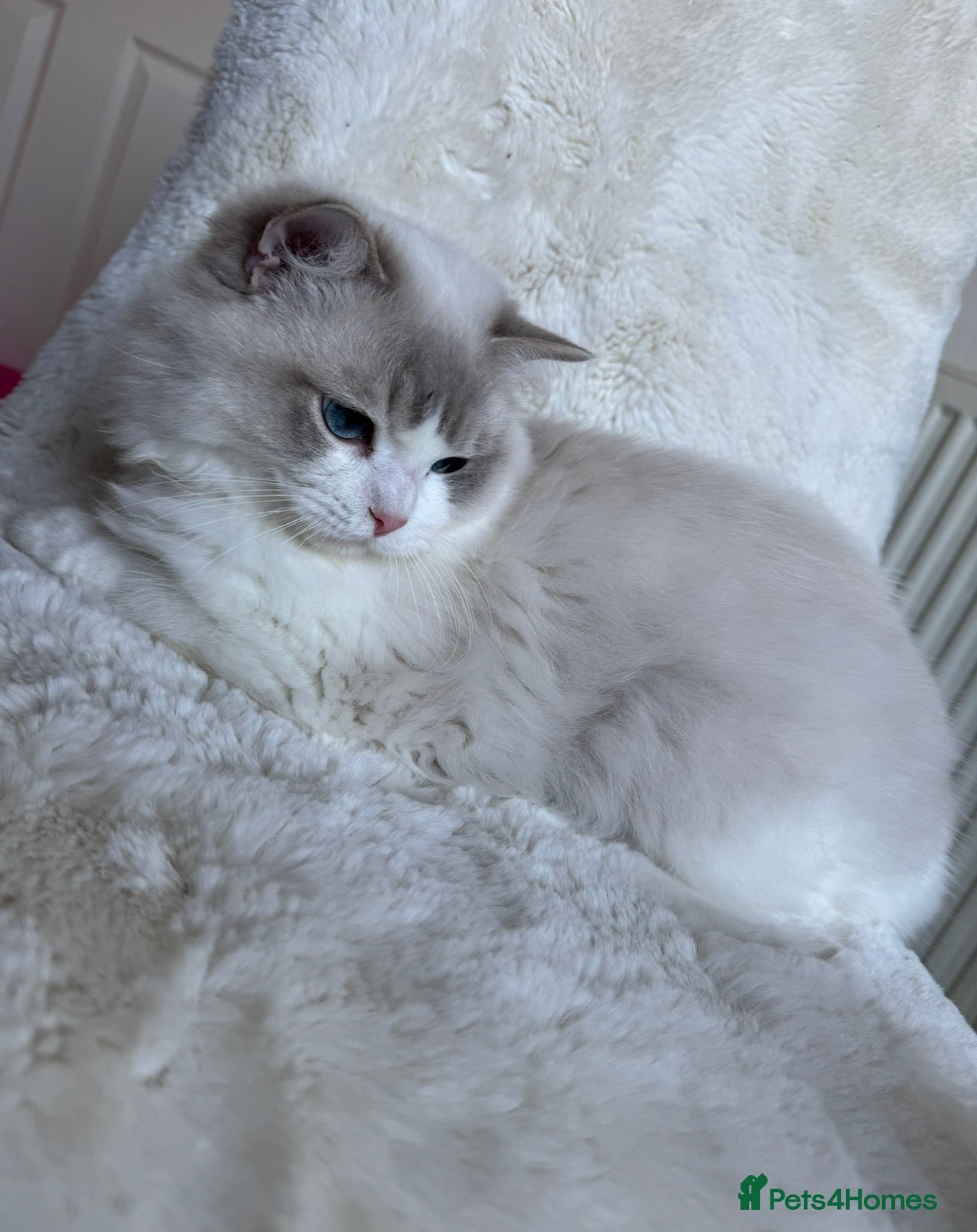 Ragdoll cats Lynx blue bi colour boy (European) - Advert 2