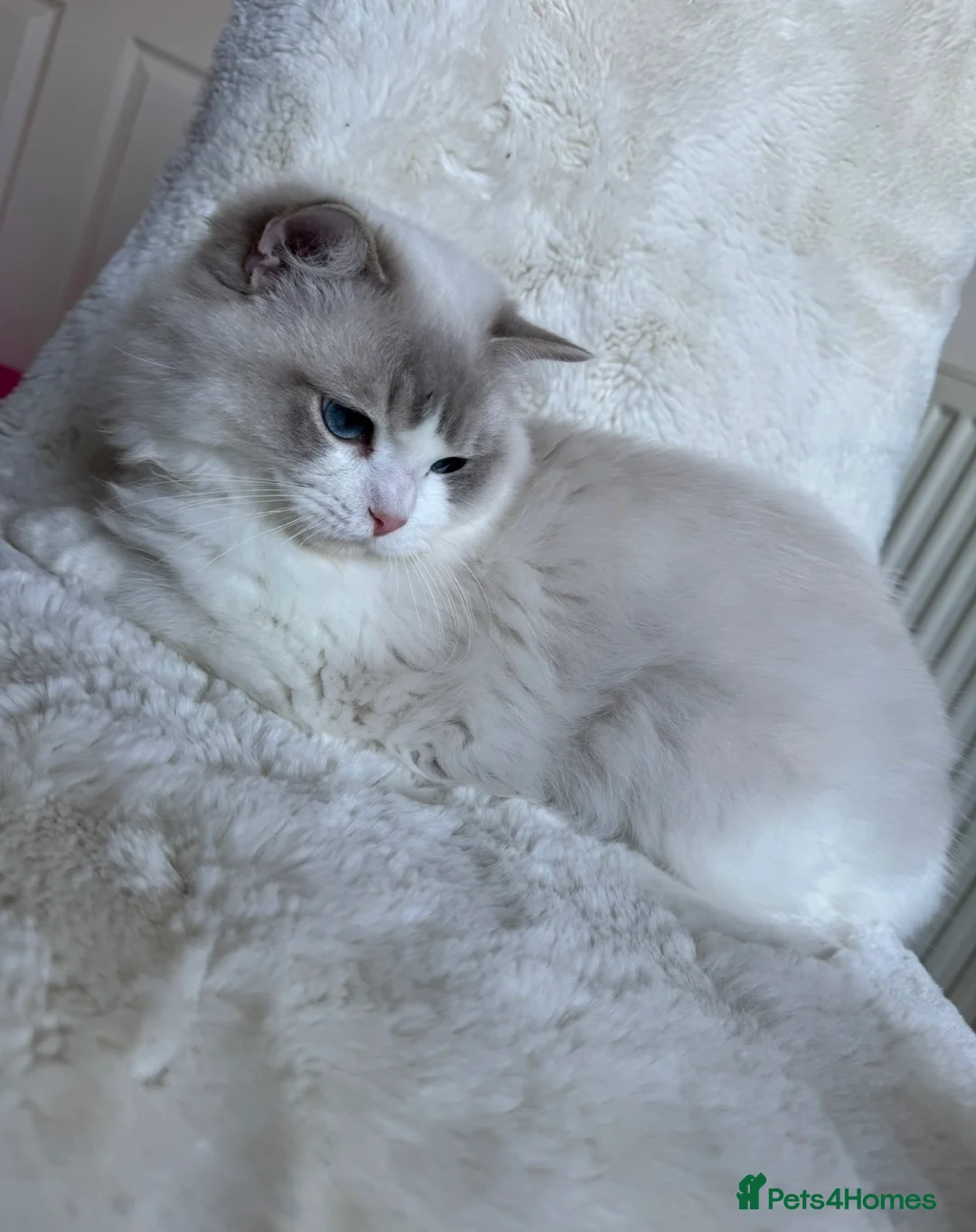 Ragdoll cats for sale: Lynx blue bi colour boy (European) - Advert 1