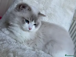 Ragdoll cats Lynx blue bi colour boy (European) - Advert 1