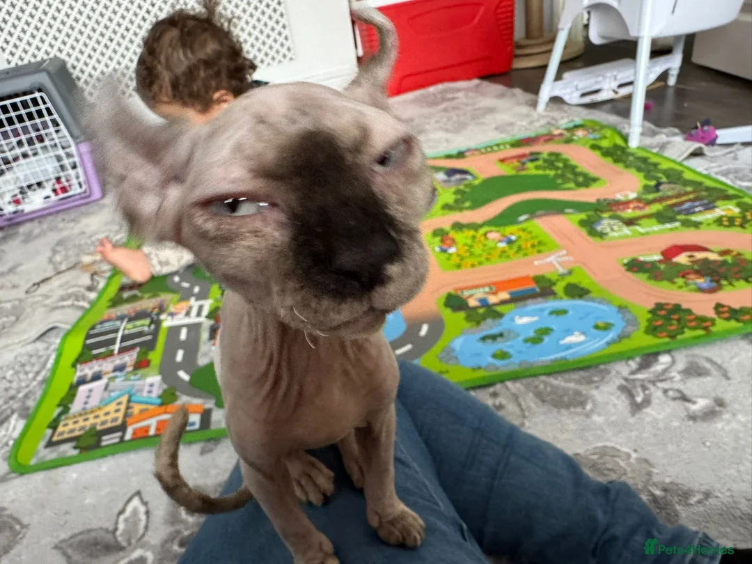 Sphynx cats for sale: 4 Months Old Elf Sphynx Kitten Looking for Homes - Advert 5