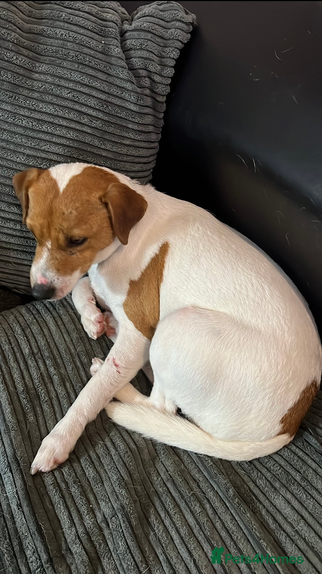 Jack Russell dogs for sale: Rehome  - Image 4
