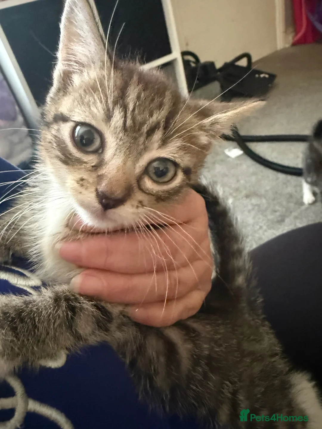 Mixed Breed cats for sale: Litter of 3 beautiful female kittens  - Advert 2