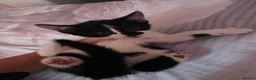 Mixed Breed cats for sale: Beautiful Kittens Looking for Loving Homes - Advert 8