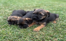 Border Terrier dogs for sale: Stunning border terrier puppy’s  - Image 2