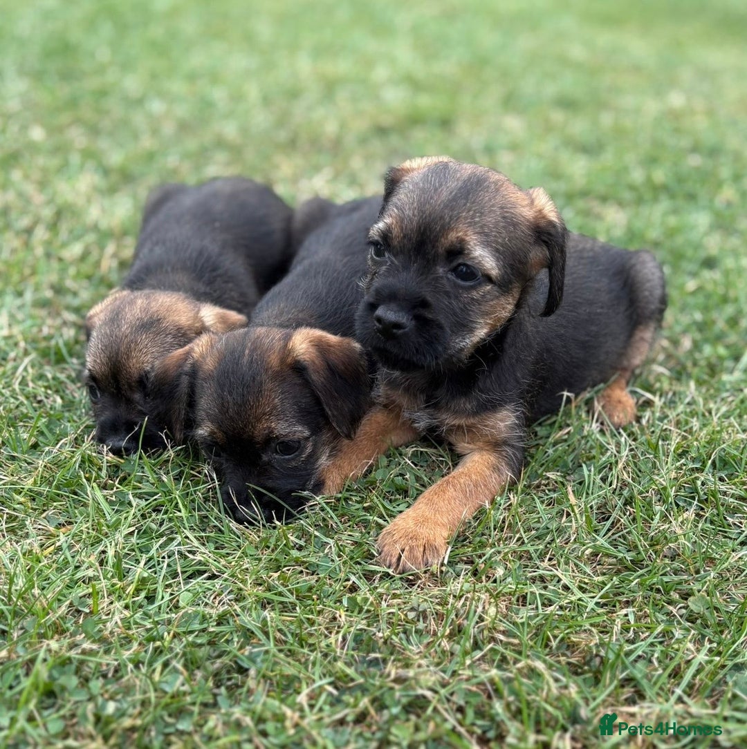 Border Terrier dogs for sale: Stunning border terrier puppy’s  - Image 2