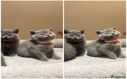 British Shorthair cats for sale: Grey British Shorthair - Advert 3