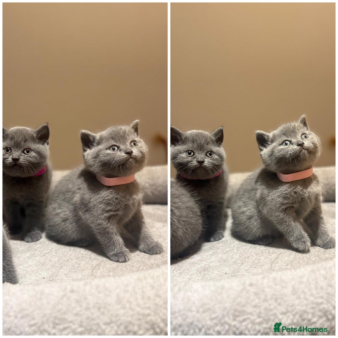 British Shorthair cats for sale: Grey British Shorthair - Advert 3
