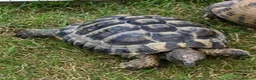 Hermann Tortoise reptiles for sale: Wanted loving home Male tortoise  - Advert 2