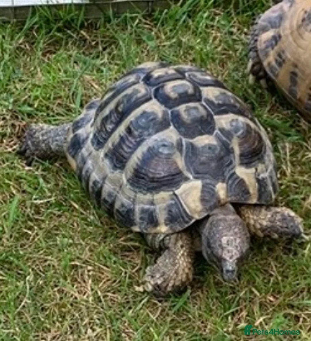 Hermann Tortoise reptiles for sale: Wanted loving home Male tortoise  - Advert 2