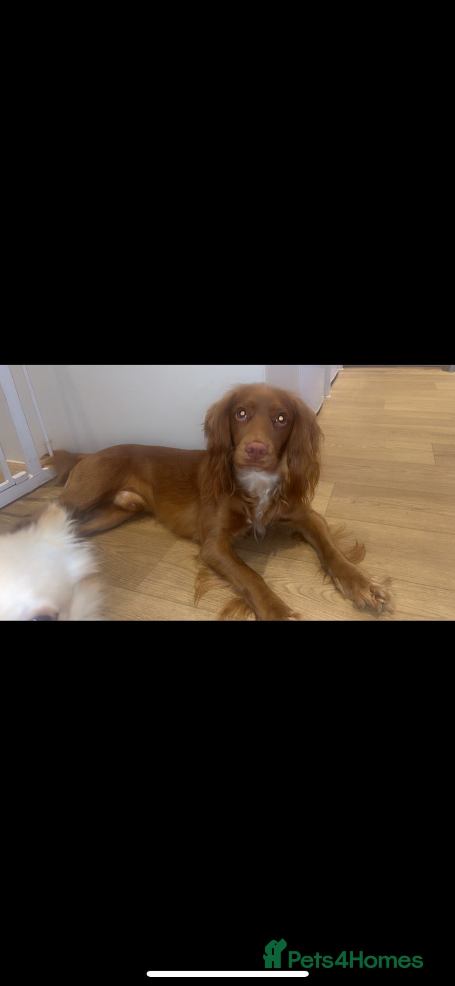 Cocker Spaniel dogs Male cocker spaniel  - Advert 1