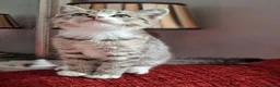 British Shorthair cats for sale: Gorgeous kittens! - Advert 18