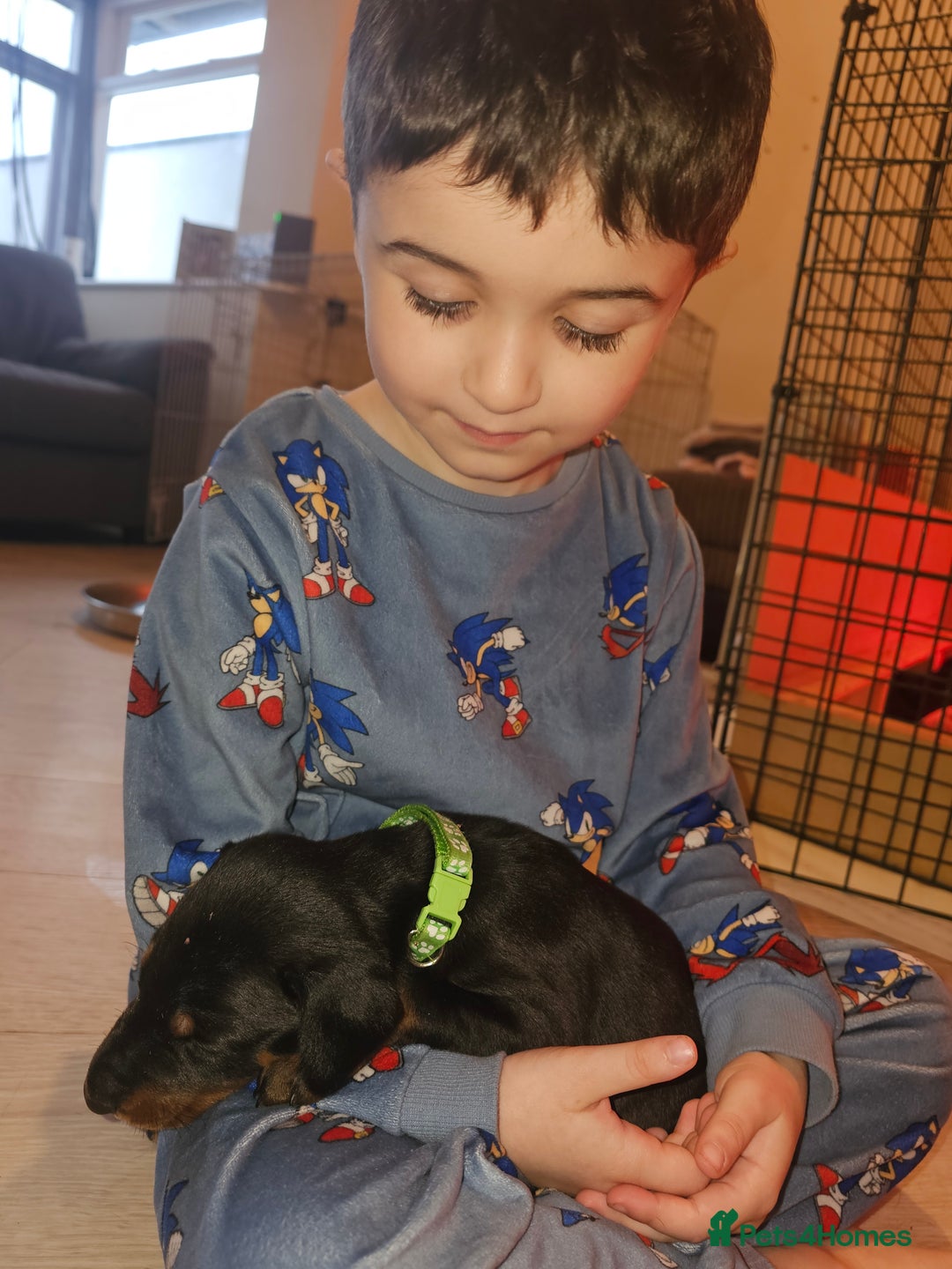 Dobermann dogs for sale: ☆☆DOBERMAN PUPPIES FOR SALE ☆☆ - Advert 7