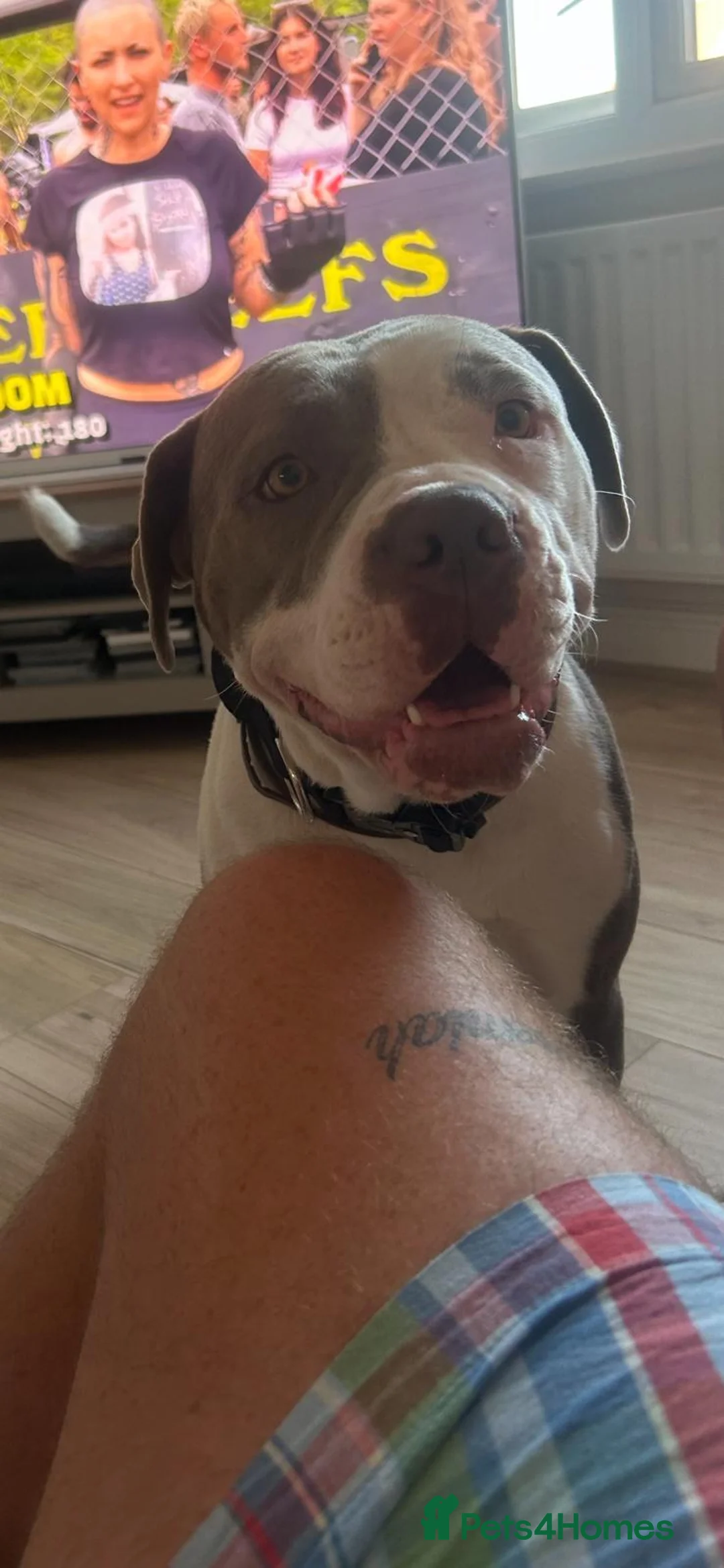 American Bully dogs for sale: American bully pups for sale in Reading - Advert 1