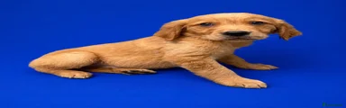 Golden Retriever 2