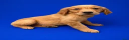 Golden Retriever dogs for sale: Golden retriever puppies💙💕 - Advert 3