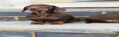 Miniature Dachshund Puppy 1