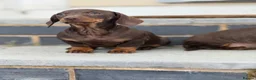 Miniature Dachshund dogs for sale: Gorgeous smooth coat mini dachshund puppies  - Advert 4