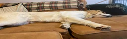 Golden Retriever dogs for sale: KC reg Golden retriever puppies 5* licence - Advert 39