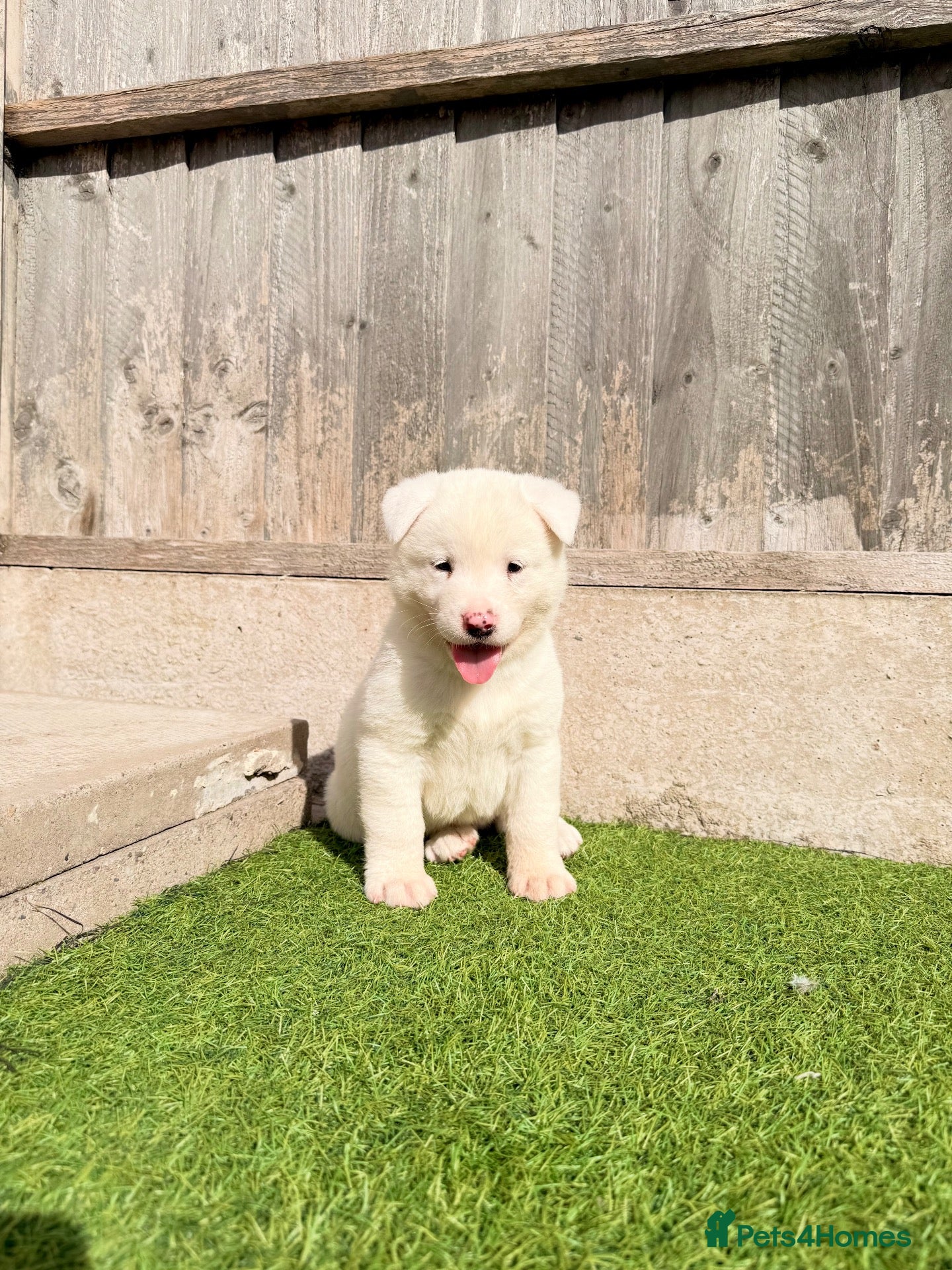 Akita dogs American Akita puppy’s for sale - Advert 2