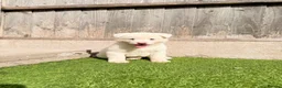 Akita dogs for sale: American Akita puppy’s for sale - Advert 2